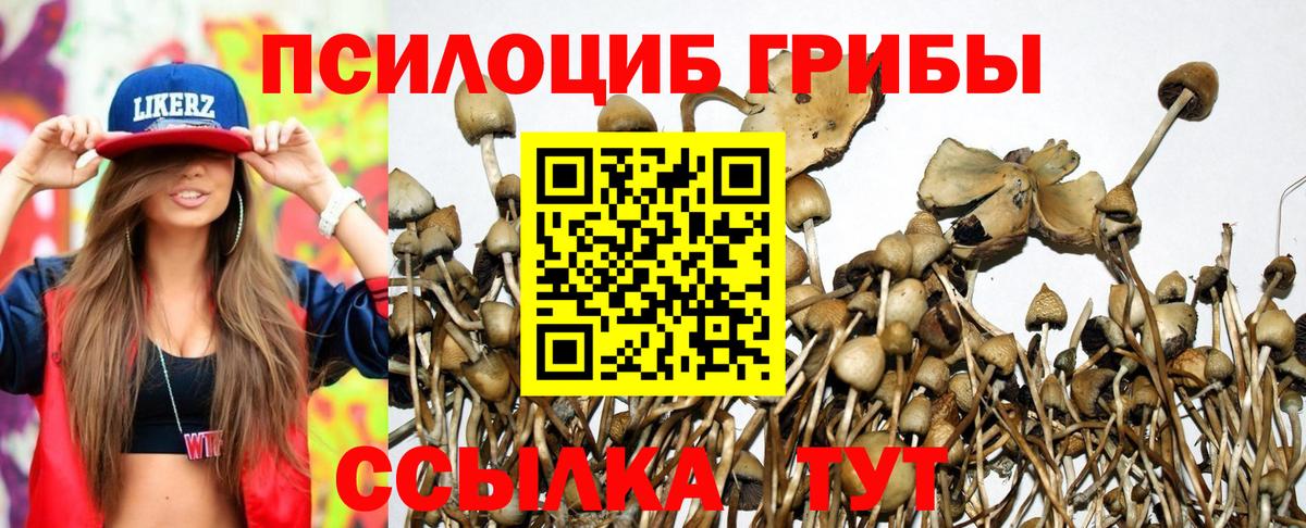 Галлюциногенные грибы Cubensis Новодвинск